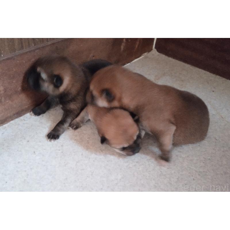 販売中の秋田県の柴犬-414726の2枚目